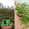 ABANA BIBIT