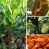 Jual Bibit Buah Nangka Merah